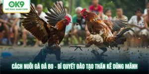 Cách Nuôi Gà Đá Bo - OK9 Chia Sẻ Bí Quyết Đào Tạo Thần Kê