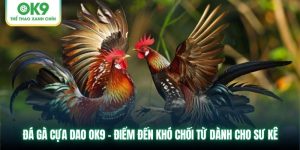 Đá Gà Cựa Dao OK9 - Điểm Đến Khó Chối Từ Dành Cho Sư Kê