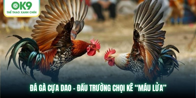 Đá gà cựa dao - Đấu trường chọi kê “máu lửa”